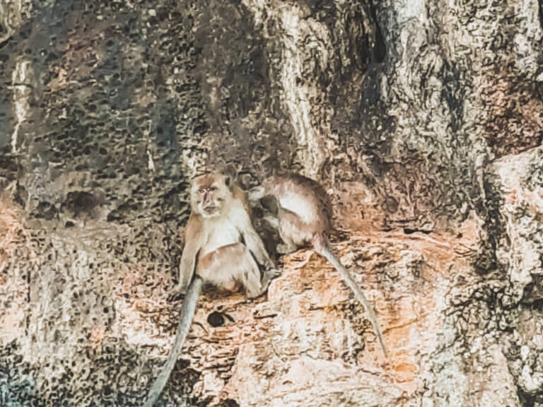 Escursione alle Phi Phi Islands da Ao Nang: Monkey Beach