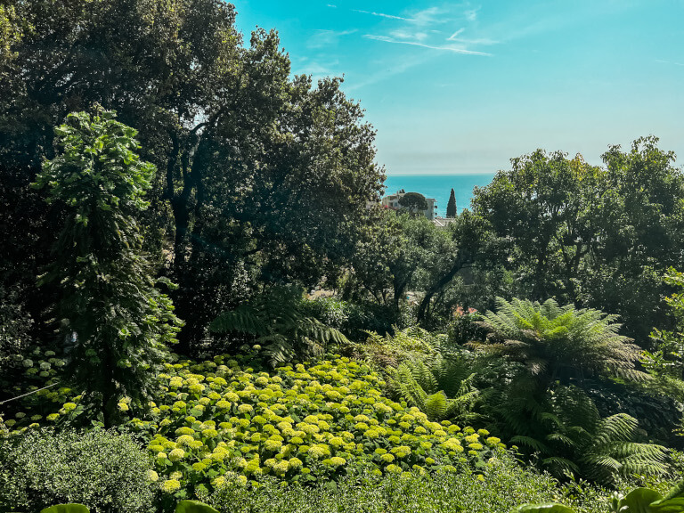 Wollemia nobilis e il suo tappeto di ortensie